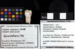 Foto (Objket + Etiketten) von Goniodromites sp. 